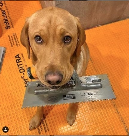 dog with tool in his mouth