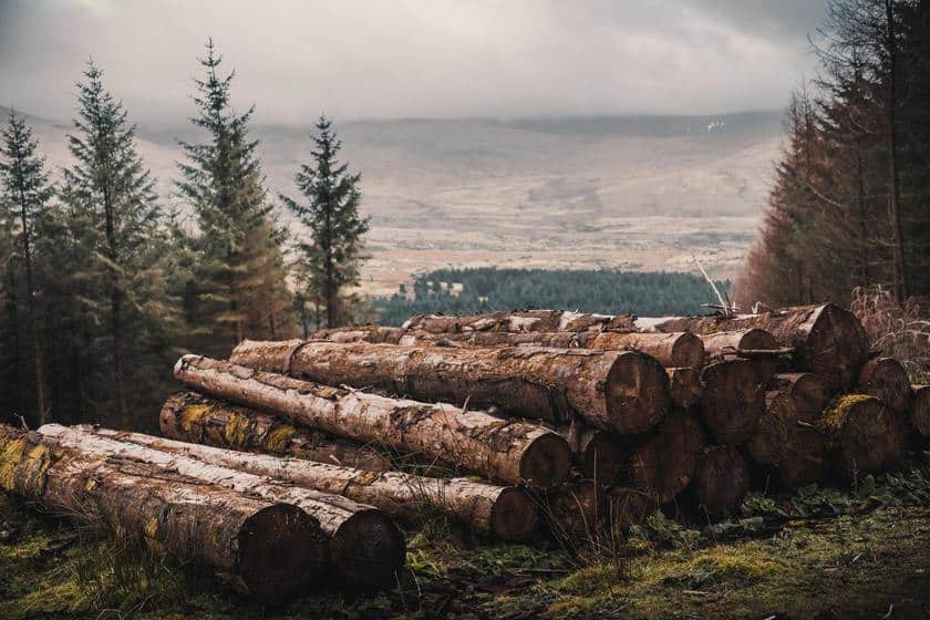 lumber field