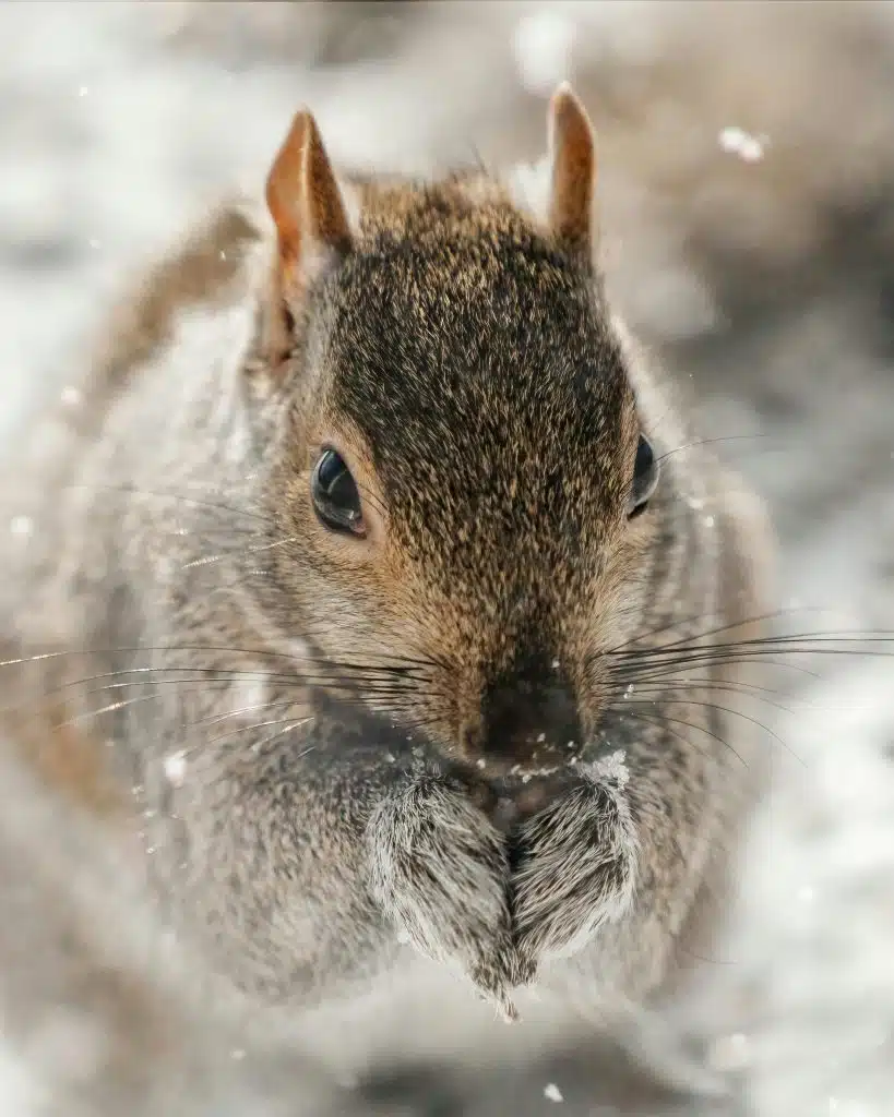 squirrel eating acorn