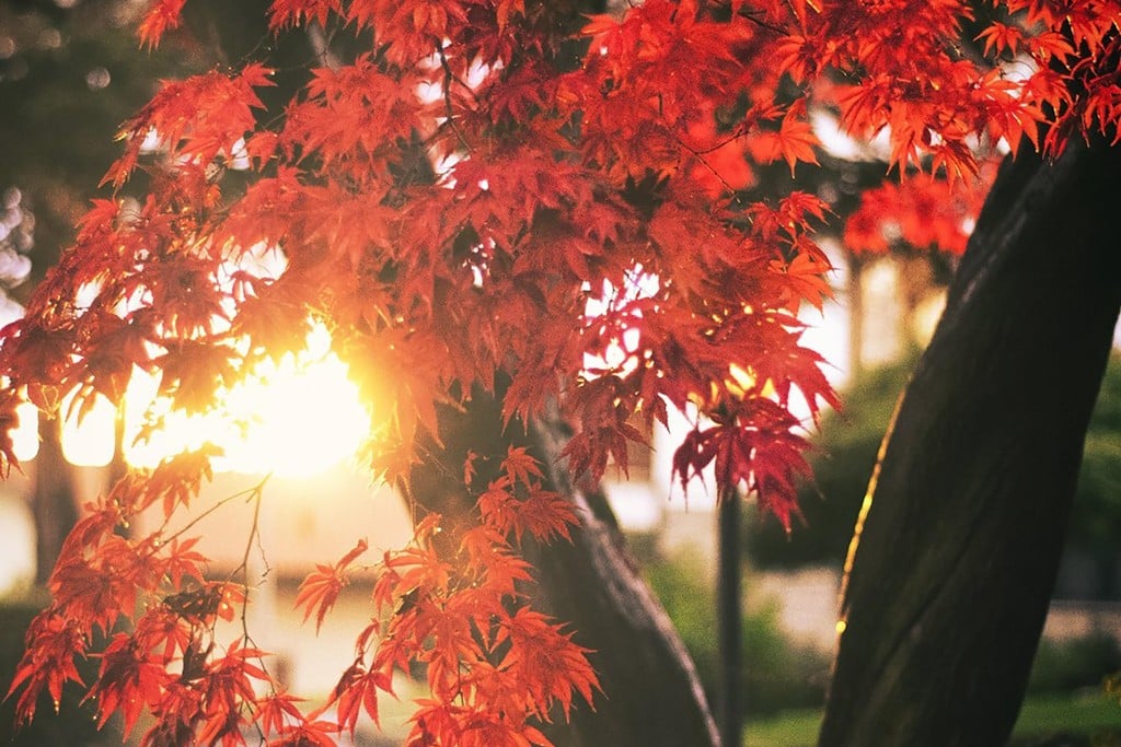 red maple tree with sun shining through leaves