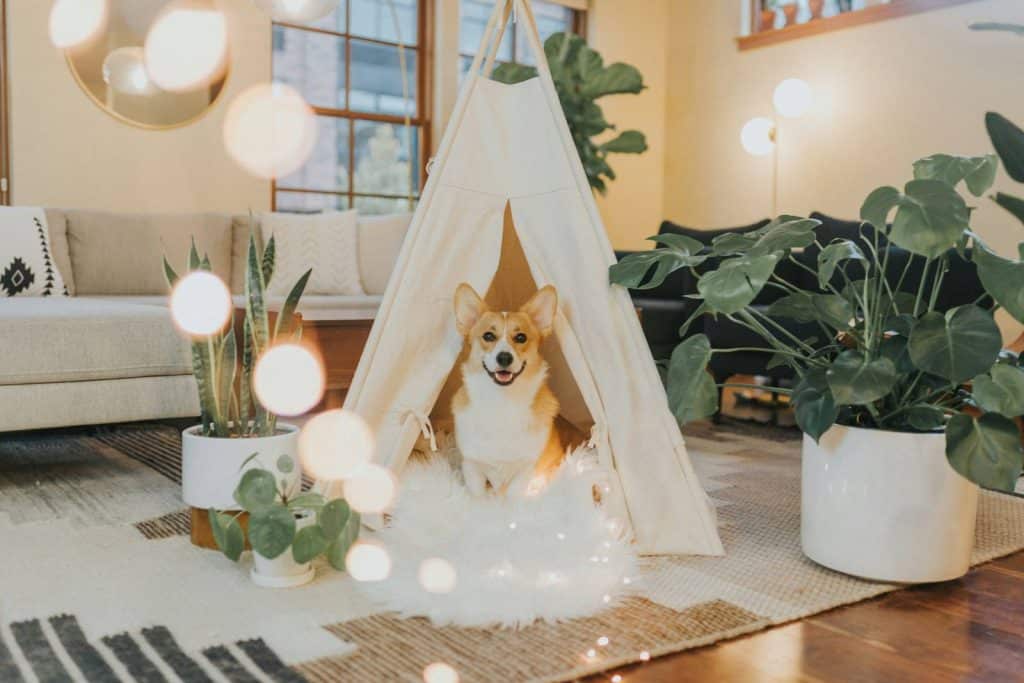 Smiling Pembroke Welsh corgi sitting inside a white canvas teepee pet bed in a plant-filled living room