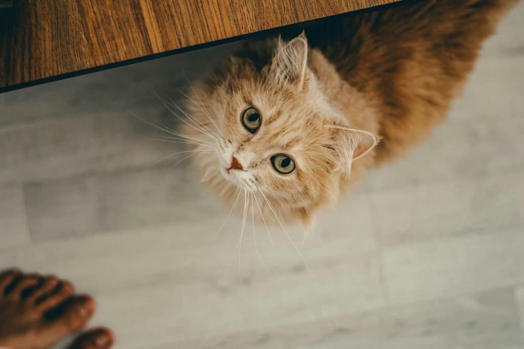 Fluffy cream-colored longhaired cat looking up at the camera from beside a wooden cabinet