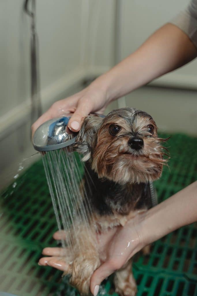 Yorkshire terrier being rinsed with a handheld showerhead in a grooming tub