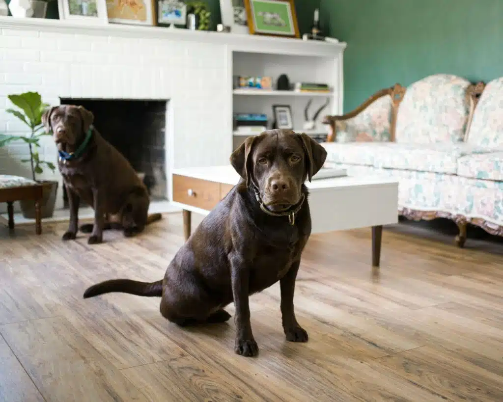 Two chocolate Labradors sitting attentively on hardwood floor in a green-walled living room